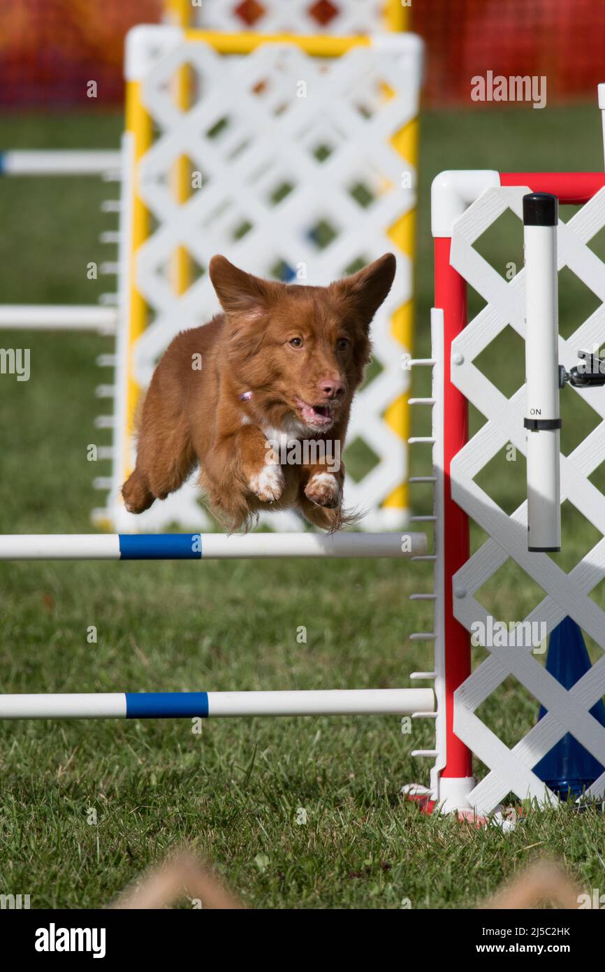 Nsdt retriever cheap