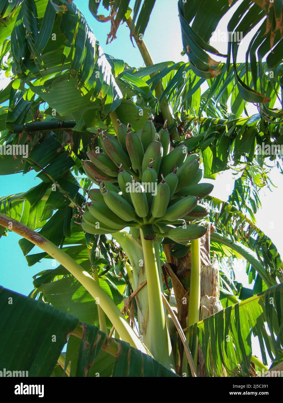 Plantain tree hires stock photography and images Alamy