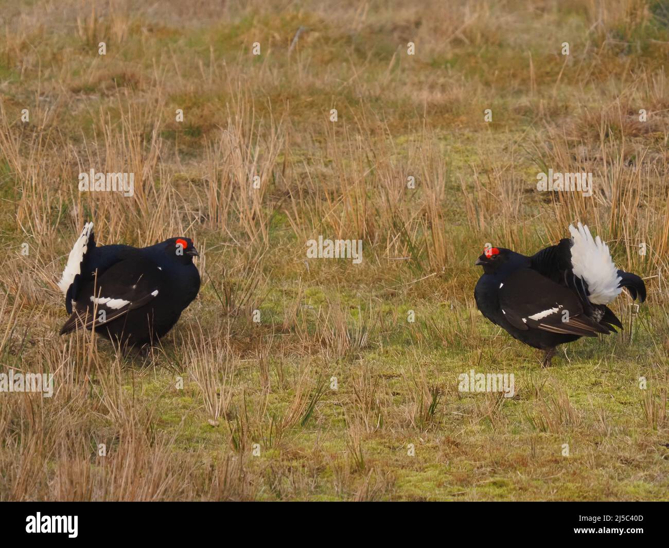 Black grouse on a lek on the moorland in North Wales Stock Photo