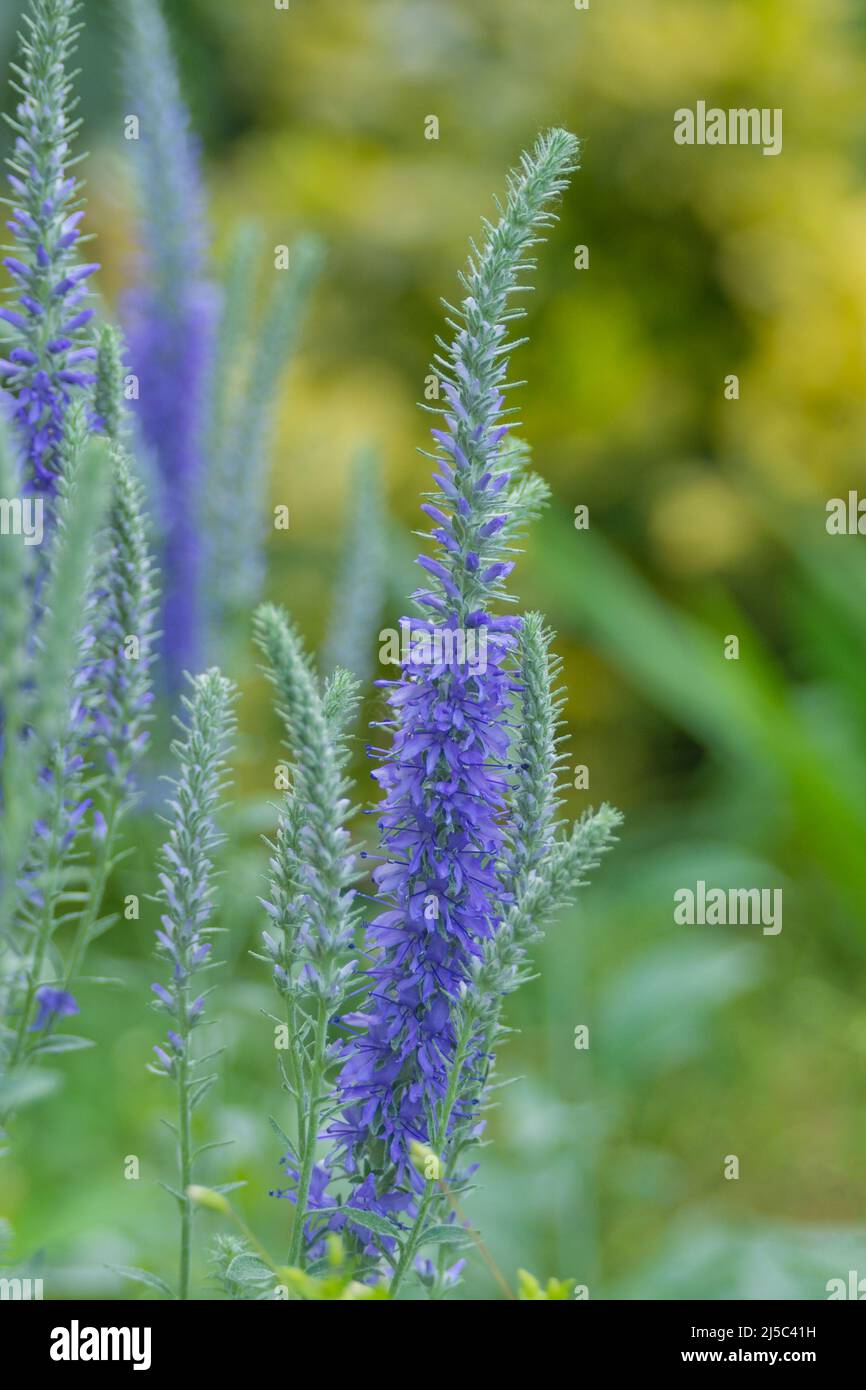 Blue flowers of a beautiful ornamental plant Veronica spicata in a flower bed in a garden. Stock Photo