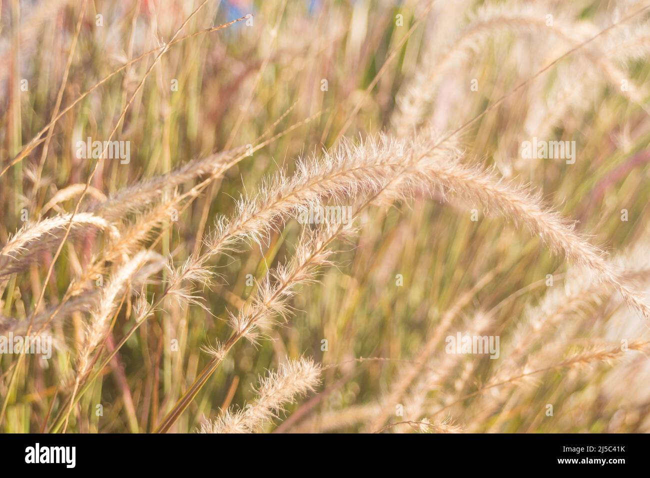Natural background. Beautiful fluffy spikelets. Cereal plant Cenchrus setaceus close-up. Dried grass beige. Selective focus, blurry. Stock Photo
