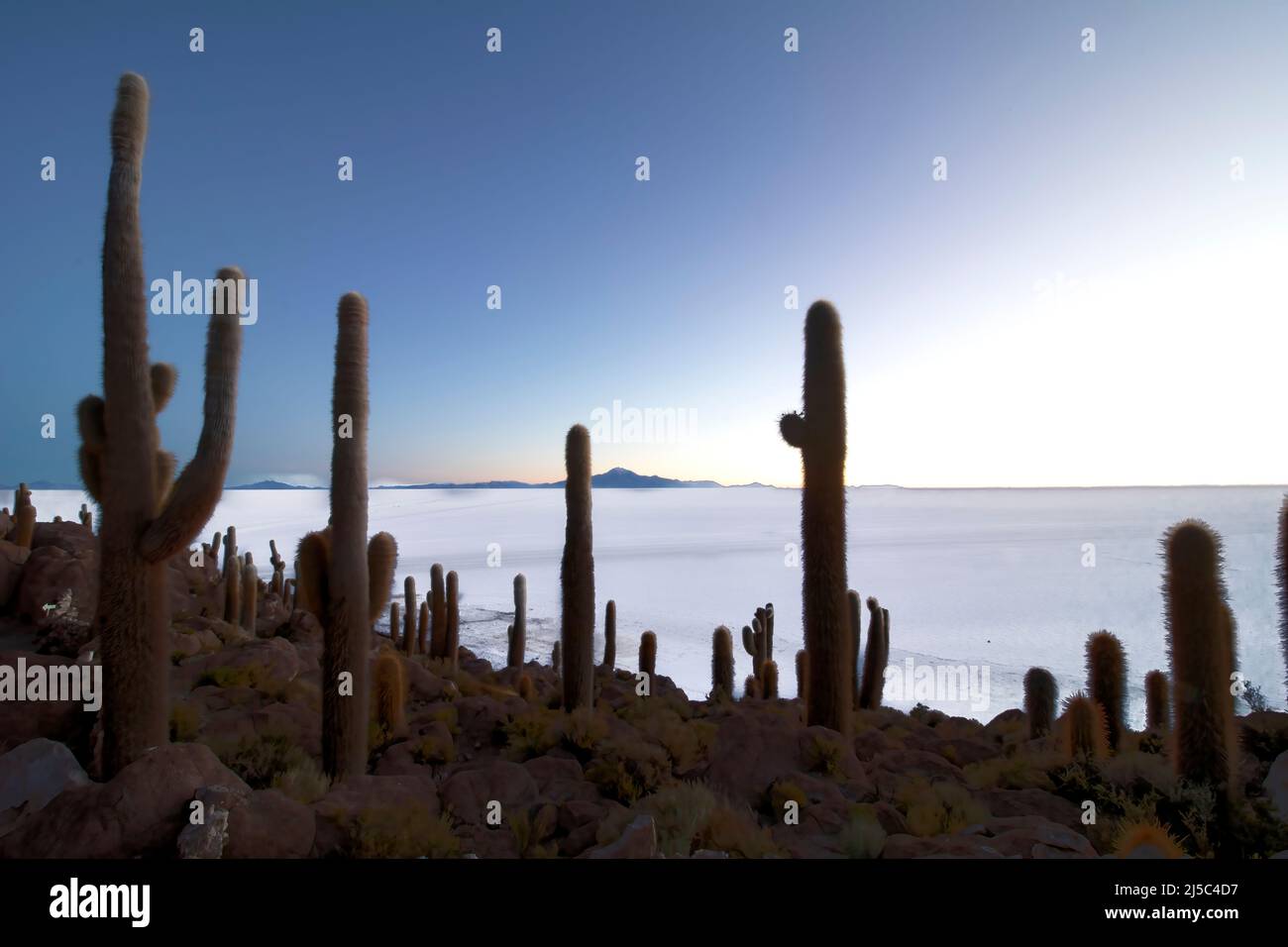 Cactus at sunrise on Isla Incahuasi, Salar de Uyuni, Bolivia Stock ...