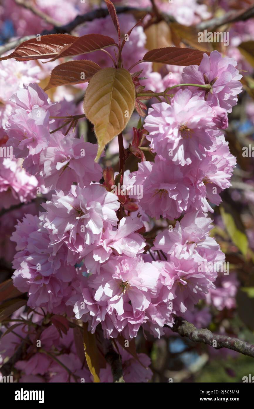 Pink Cherry Blossom, West Argyll Street, Helensburgh, Scotland Stock Photo