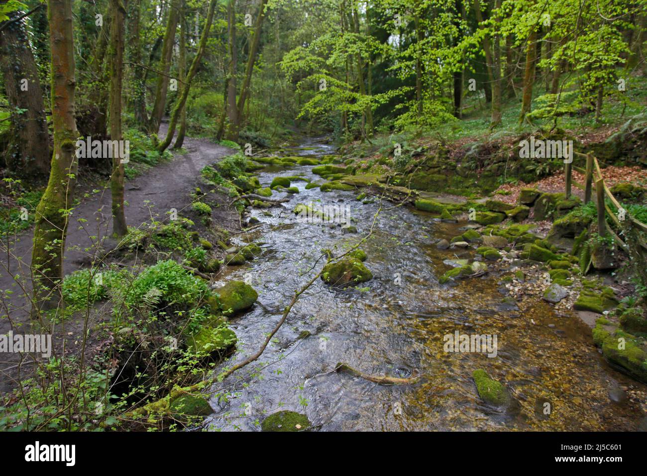 River Cylwedog, Plas Power Park/Woods, Coedpoeth, Wales Stock Photo - Alamy