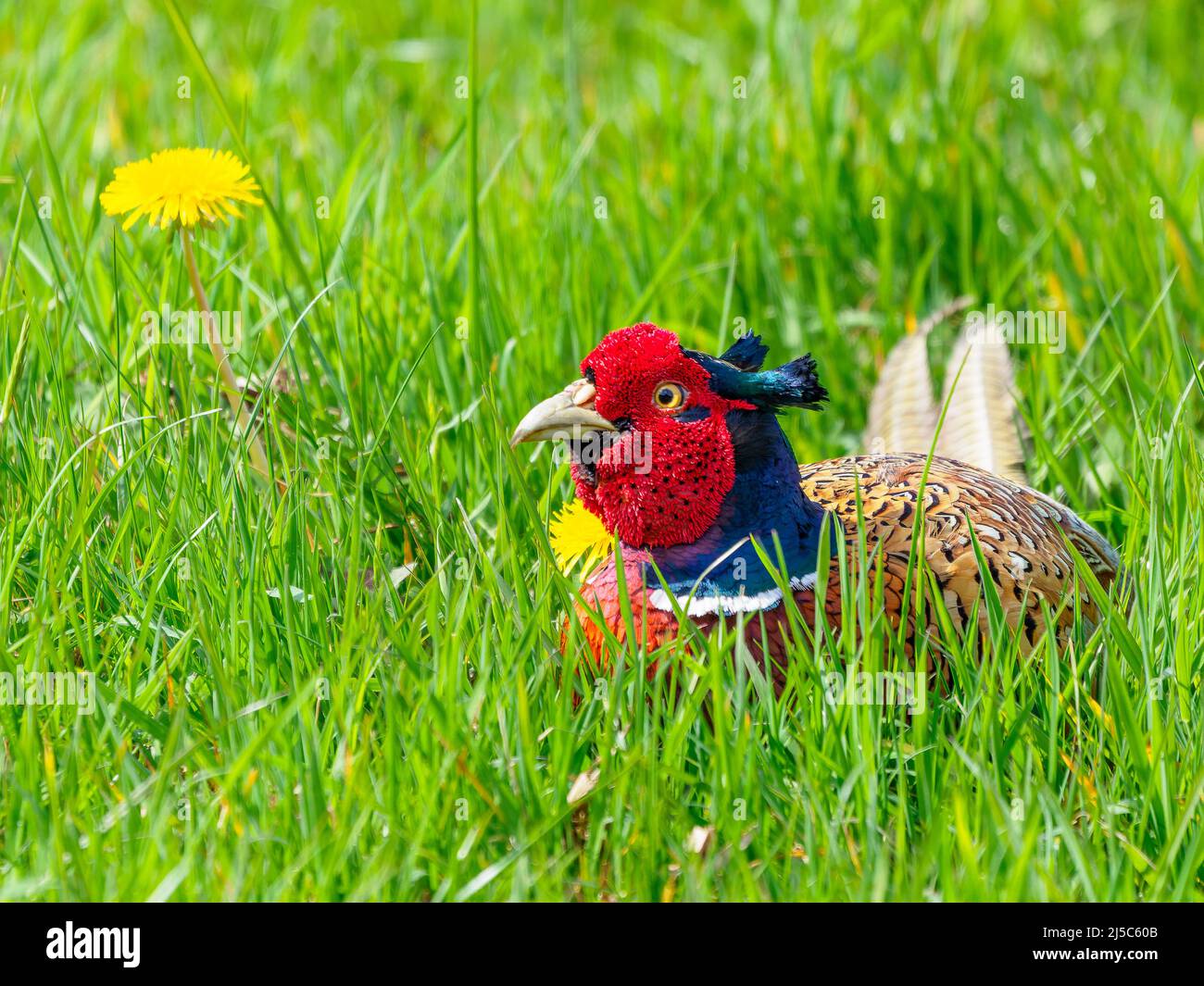 A beautifully colourful male common pheasant lying in the long grass trying to hide from me! Congleton Edge, Cheshire Stock Photo