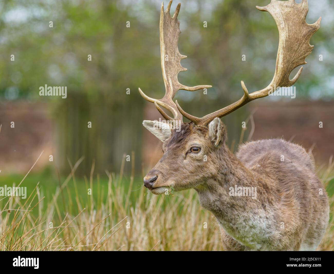 A beautiful portrait of a fallow deer stag, Dunham Massey, Cheshire, UK Stock Photo