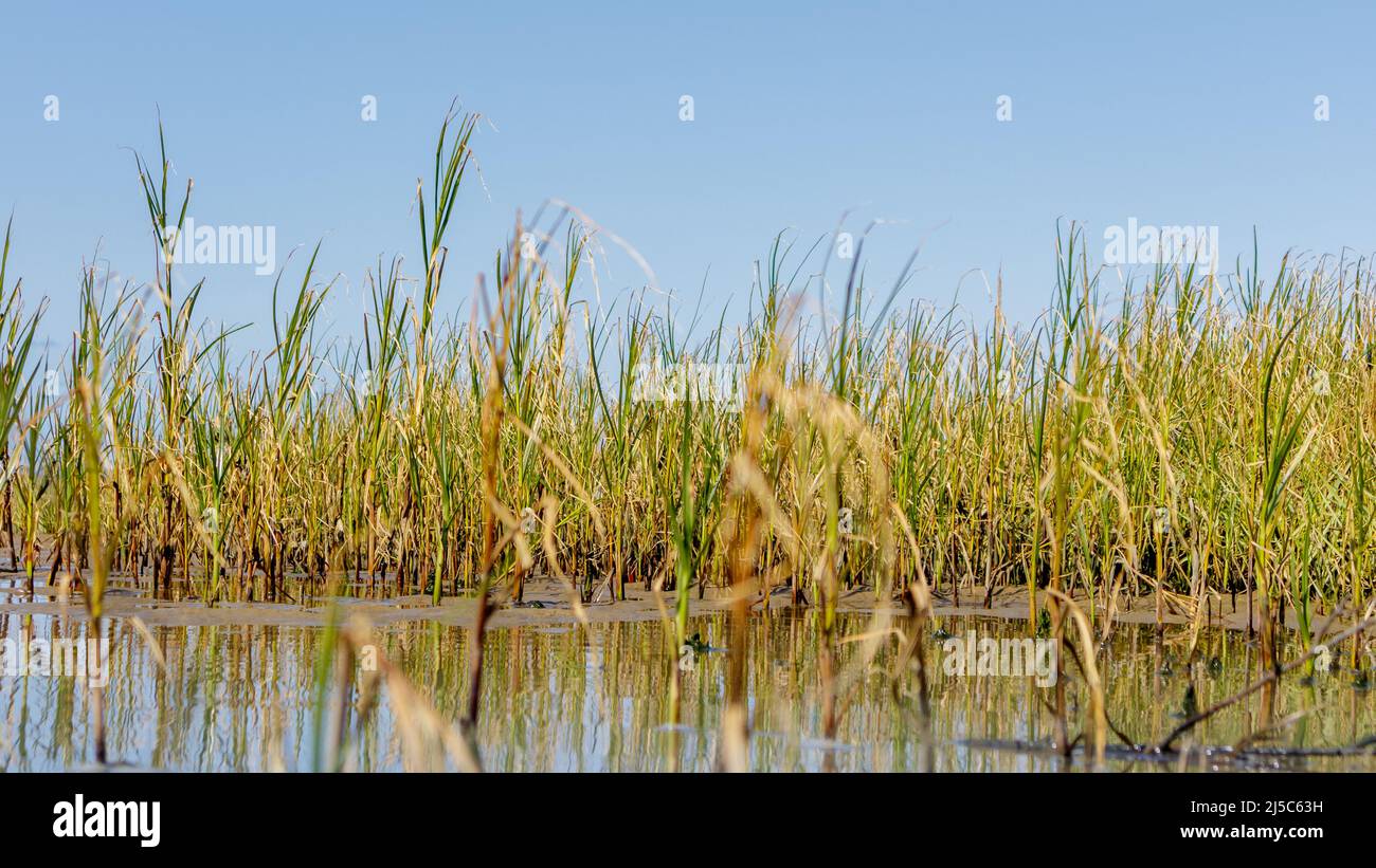 Reeds growing on mudflat in Cuxhaven, Germany Stock Photo Alamy