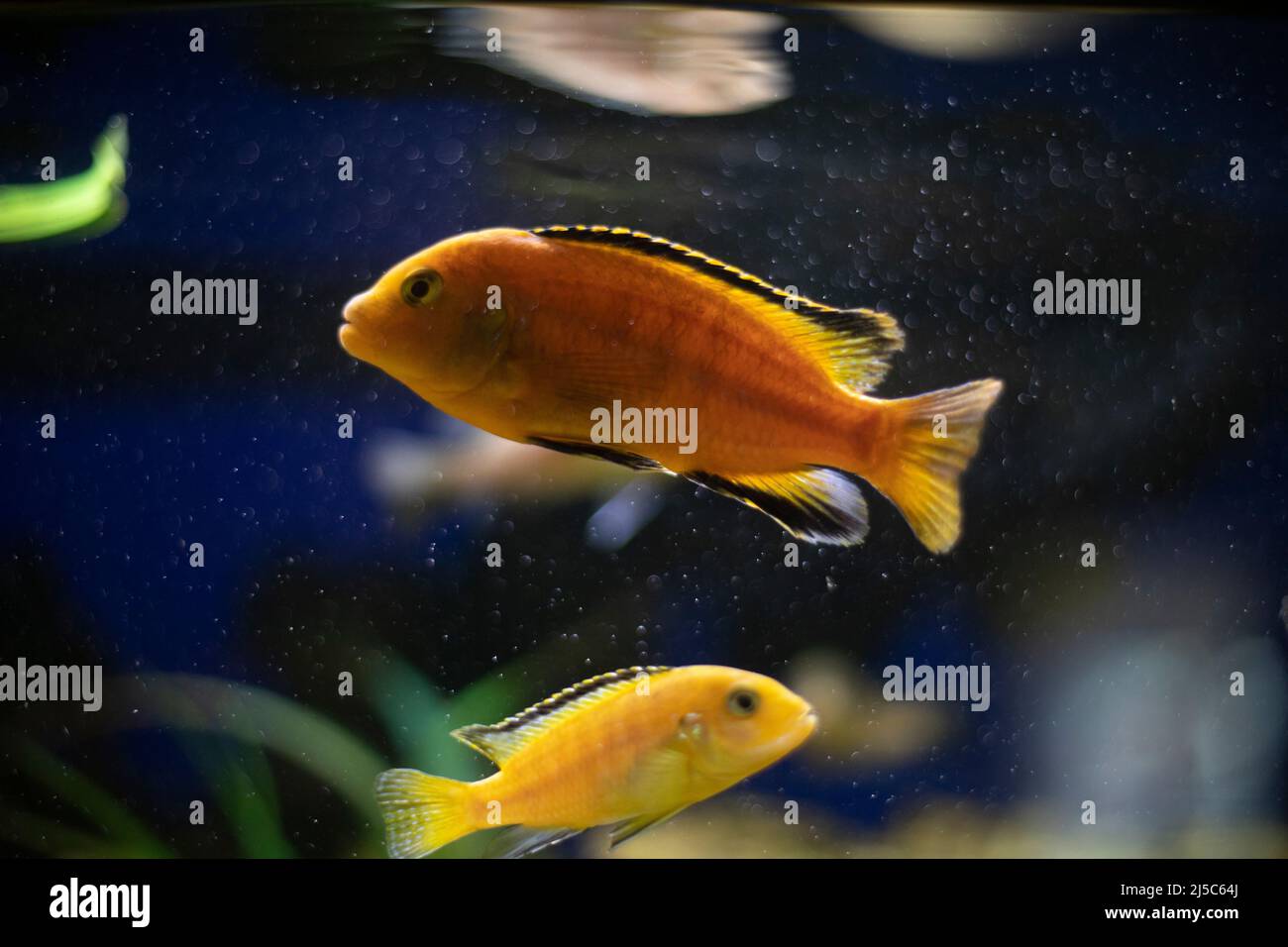 Fish in aquarium. Marine fish swim in water. Peaceful world. Aquatic fauna. Stock Photo