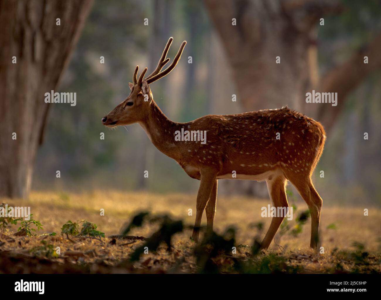 Spotted Deer in the Evening Light, Kabini National Park, Karnataka, India Stock Photo