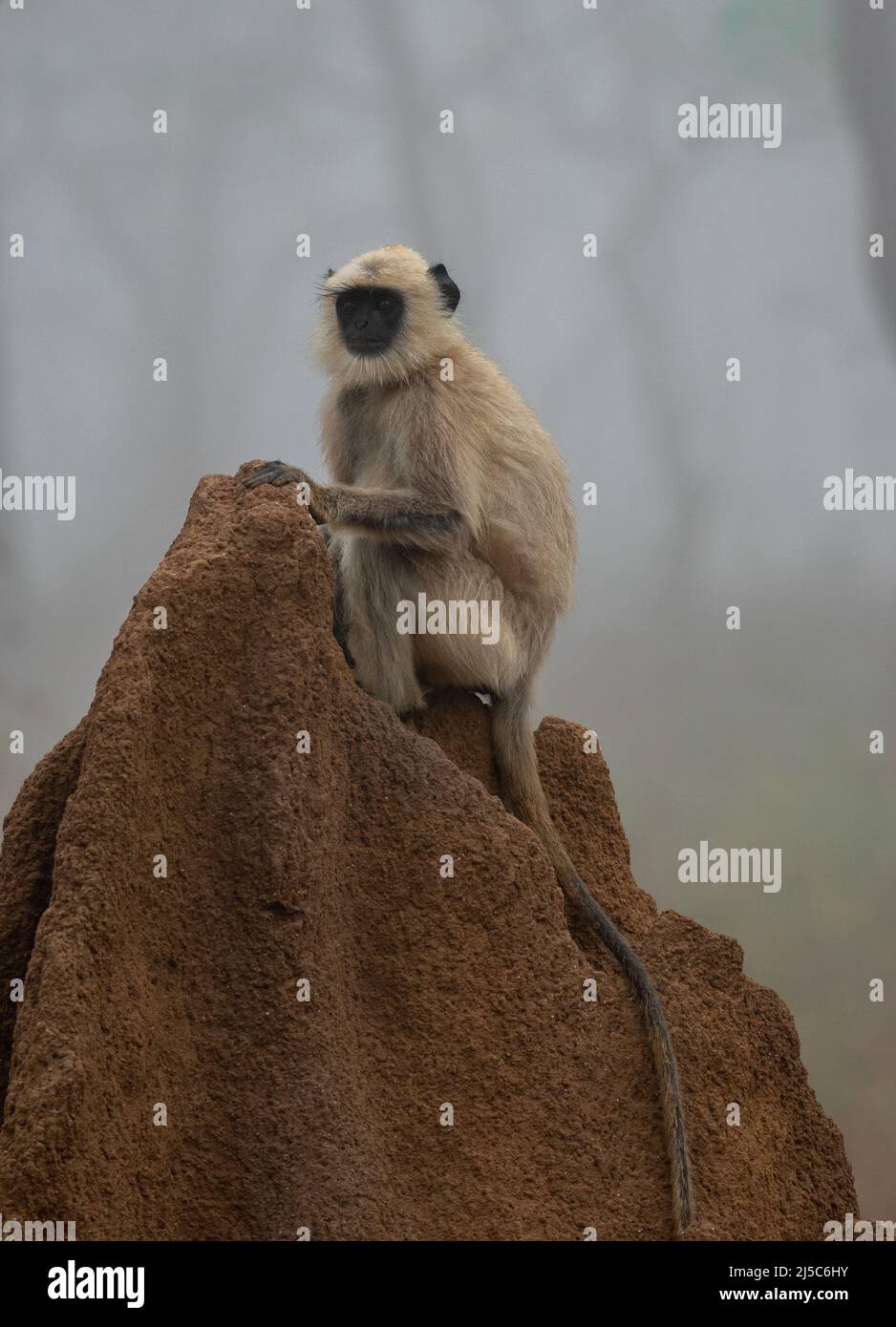 Black-faced Langur monkey sitting on a termite mound in Bandipur National Park, India Stock Photo