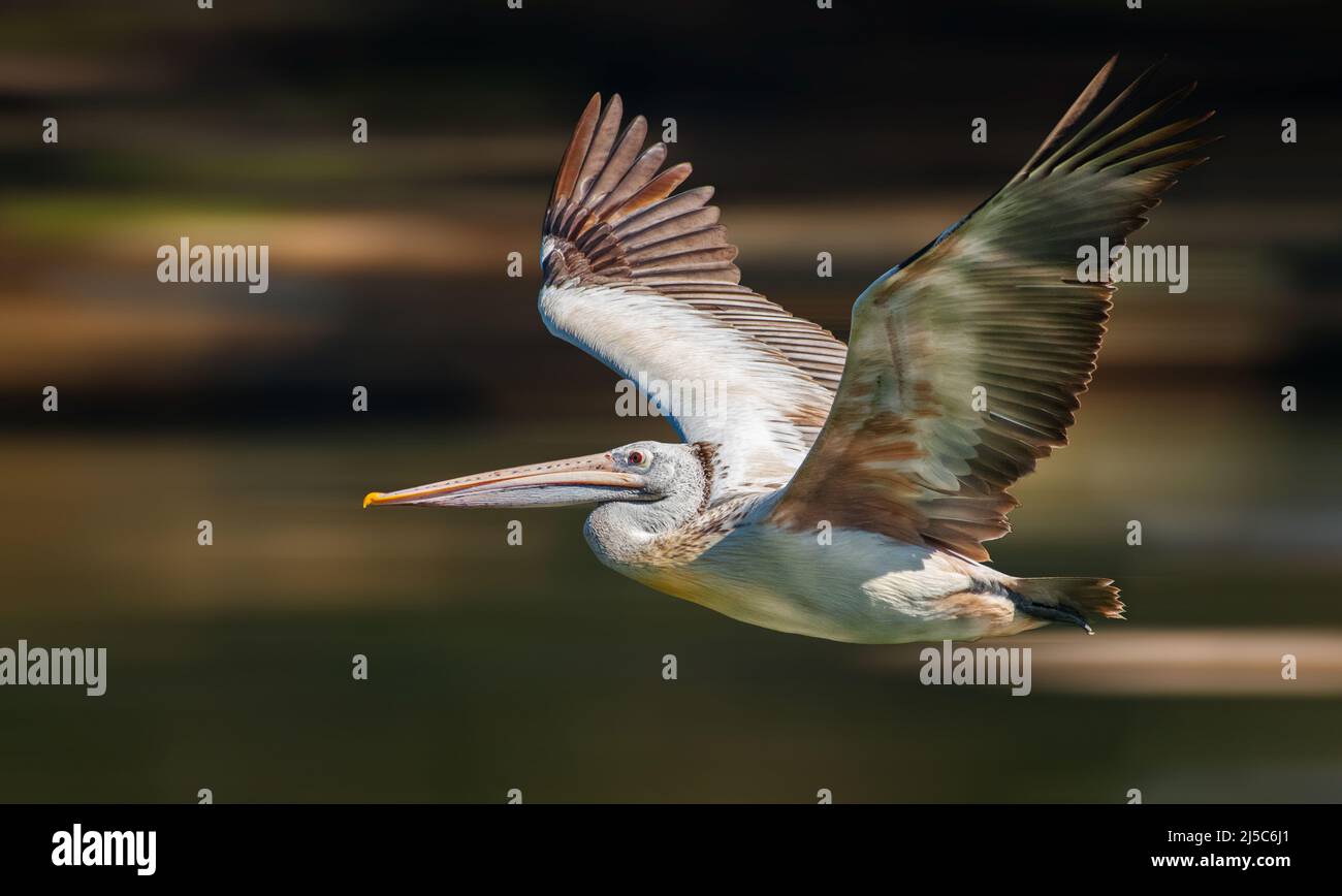 Spot-billed Pelican on Flight Mode Stock Photo