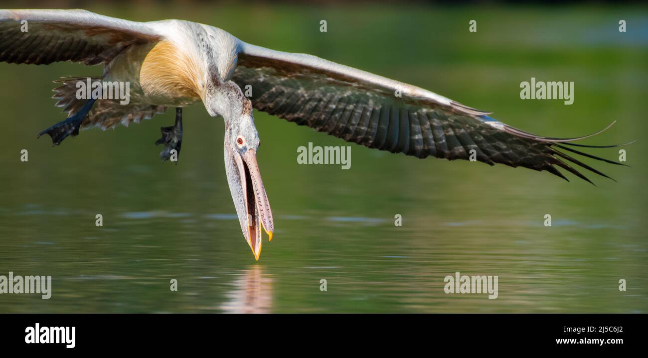 The Spot-billed Pelican on Hunting Stock Photo