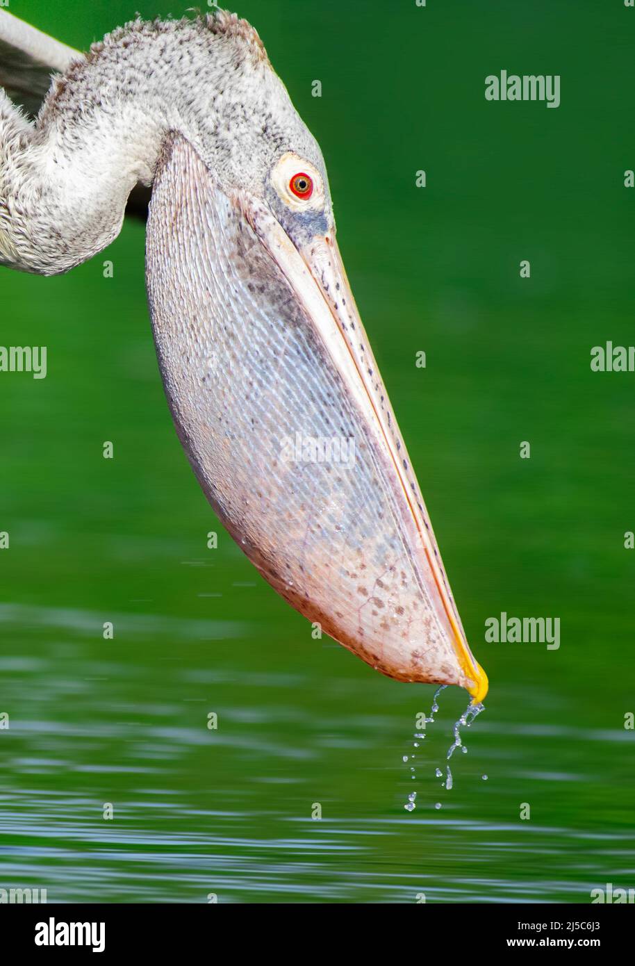 Spot billed pelican in River, Pelecanus philippensis, Ranganathittu Bird Sanctuary, Karnataka, India Stock Photo