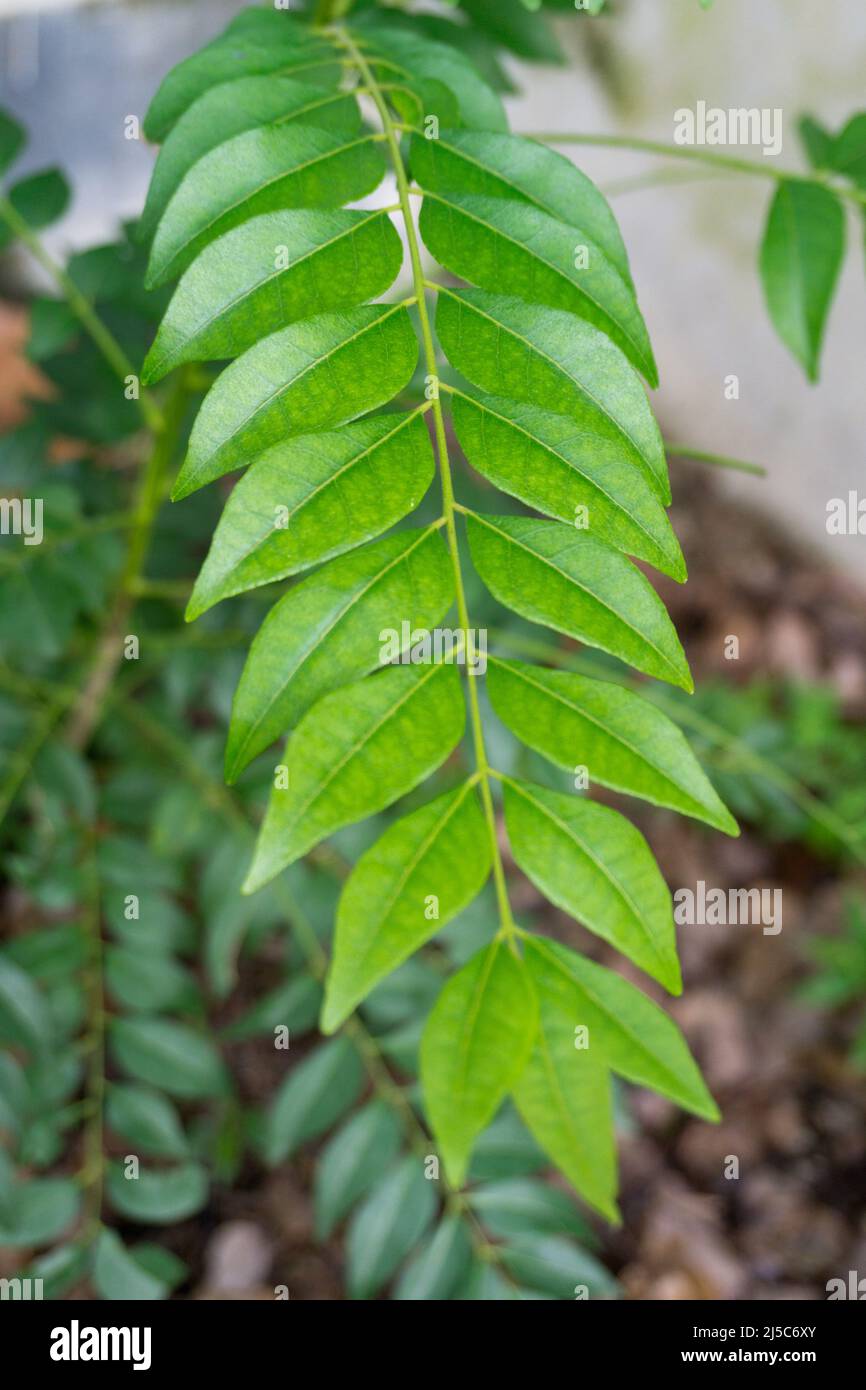 Closeup shot of leaves of the curry tree, Murraya koenigii or Bergera koenigii, is a tropical to sub-tropical tree in the family Rutaceae, and is nati Stock Photo