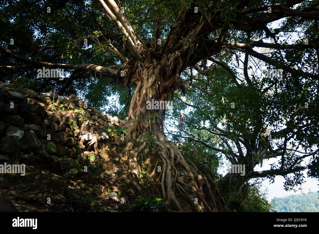 A large trunk of Fig tree inside a temple courtyard in India. Also