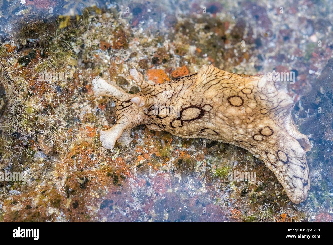 Aplysia dactylomela, the spotted sea hare, is a species of large sea slug, a marine opisthobranch gastropod in the family Aplysiidae. Stock Photo