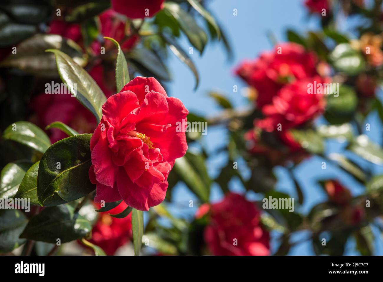 Red Camellia. There are over 2000 cultivars of the Camelia Japonica, C. reticulata has over 400, C. sasanqua over 300. Rose of Winter. Stock Photo