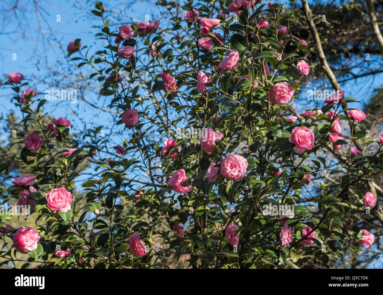 Winter camellia tree hi-res stock photography and images - Page 6 - Alamy