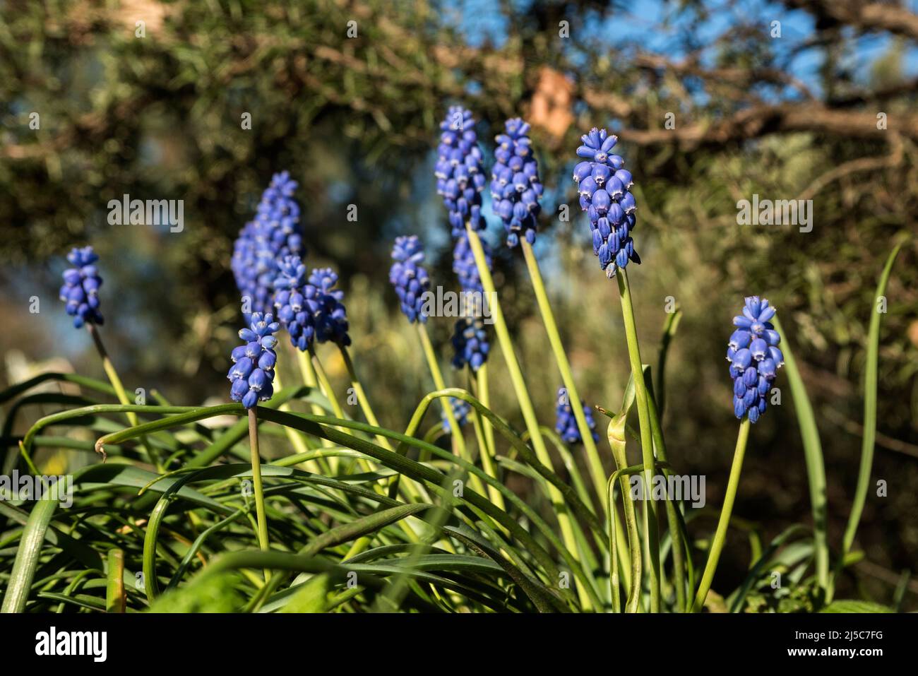Grape Hyacinths - Muscari. Perennial bulbous plants native to Eurasia that produce spikes of blue urn-shaped flowers resembling bunches of grapes. Stock Photo