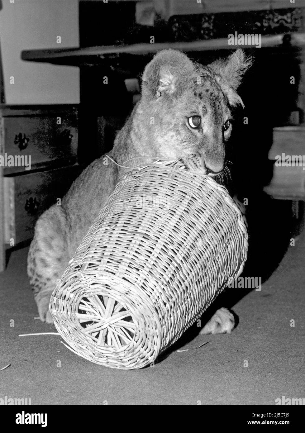 Christian The Lion Cub Hi res Stock Photography And Images Alamy christian-the-lion-cub-hi-res-stock-photography-and-images-alamy