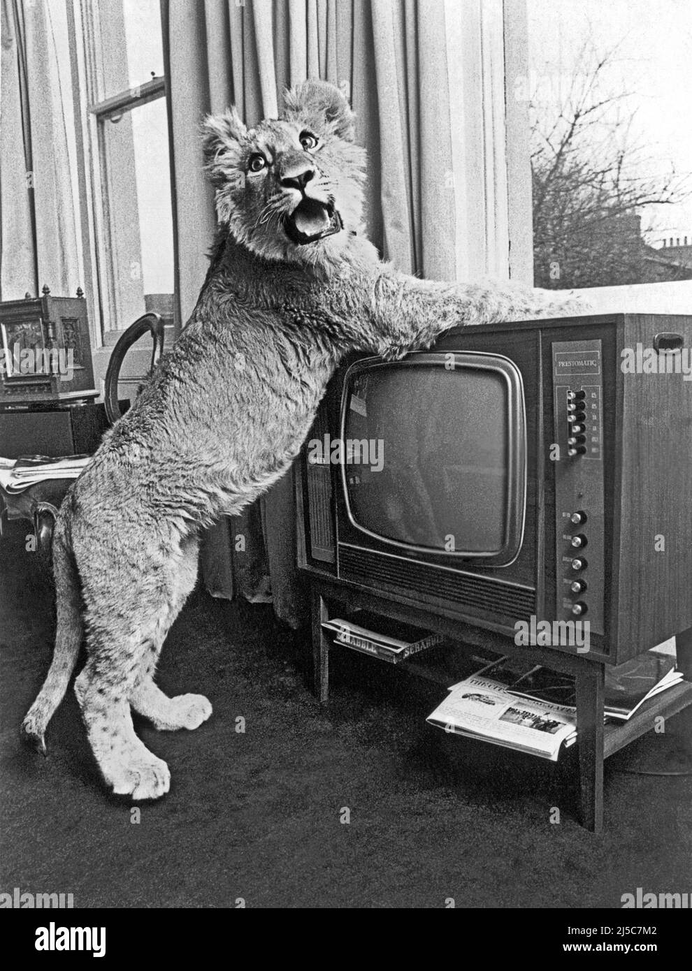 Christian The Lion Cub Hi res Stock Photography And Images Alamy christian-the-lion-cub-hi-res-stock-photography-and-images-alamy