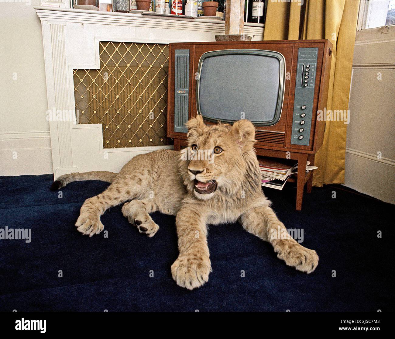 Rendall lion hi-res stock photography and images - Alamy
