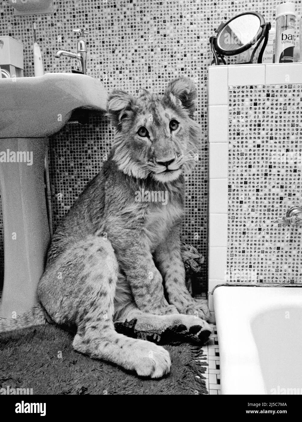 Christian The Lion Cub Hi res Stock Photography And Images Alamy christian-the-lion-cub-hi-res-stock-photography-and-images-alamy