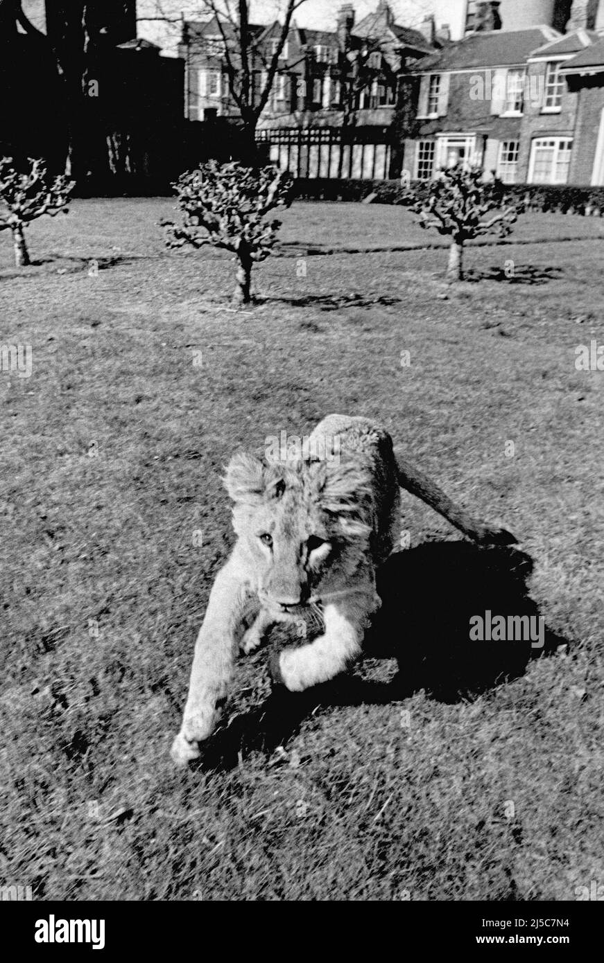 Christian the lion playing in the Moravian Close vicarage Chelsea London 1970 Stock Photo