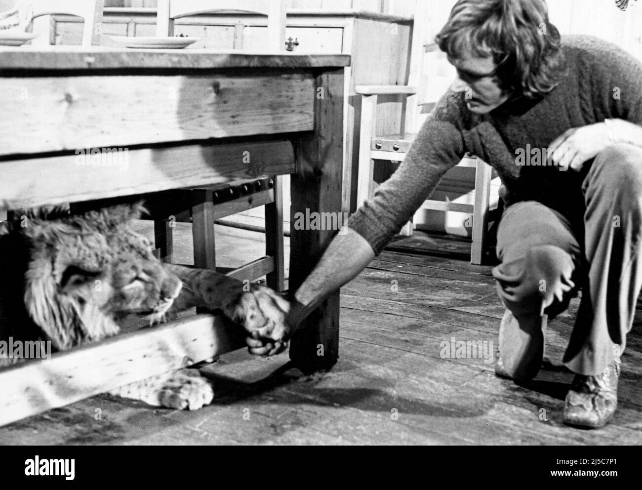A Lion called Christian London. UK. 1970. owner John Rendall play in Sophistocat pine shop  in Kings Road Chelsea & went back to Africa. Stock Photo