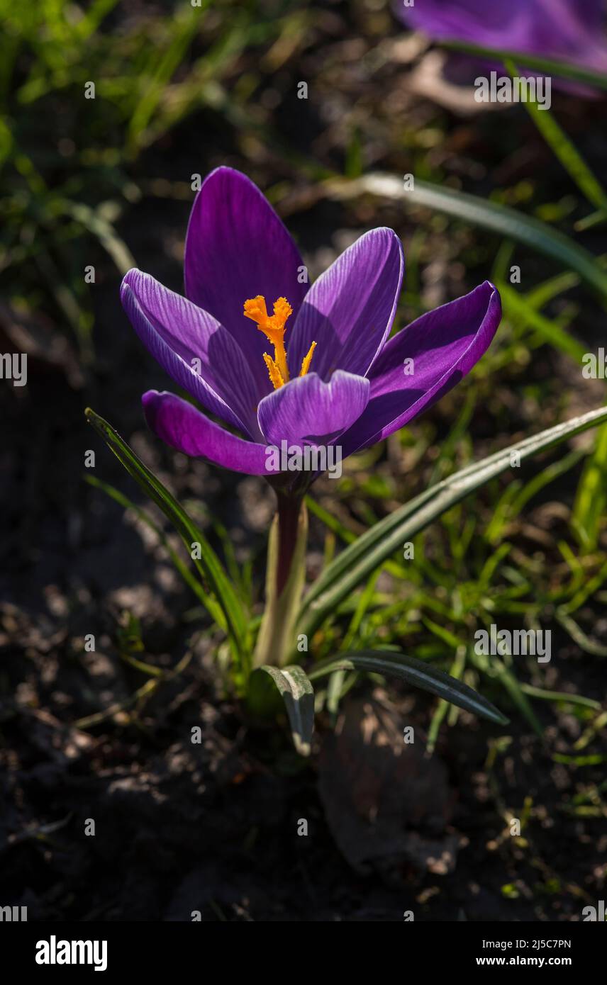 Pollination in early purple hi-res stock photography and images - Alamy