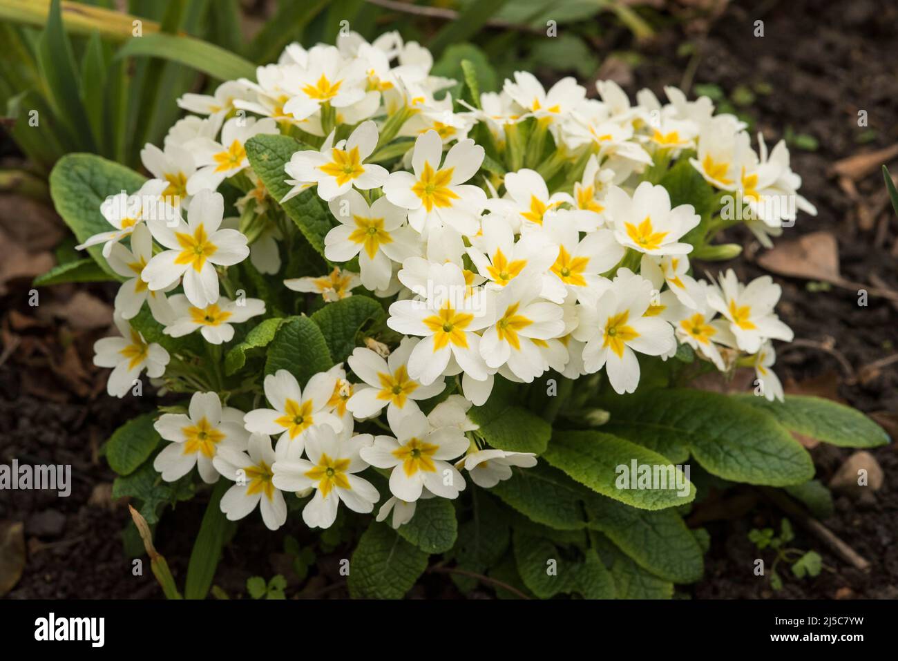 Close up of white primula vulgaris flowers. Stock Photo
