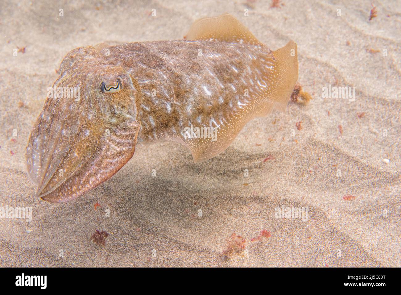 Sepia officinalis common cuttlefish hi-res stock photography and images -  Alamy