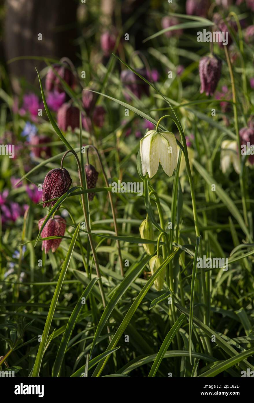 Snake's head Fritillary - Fritillaria Meleagris is a Eurasian species of flowering plant in the lily family (AKA chequered daffodil). Stock Photo