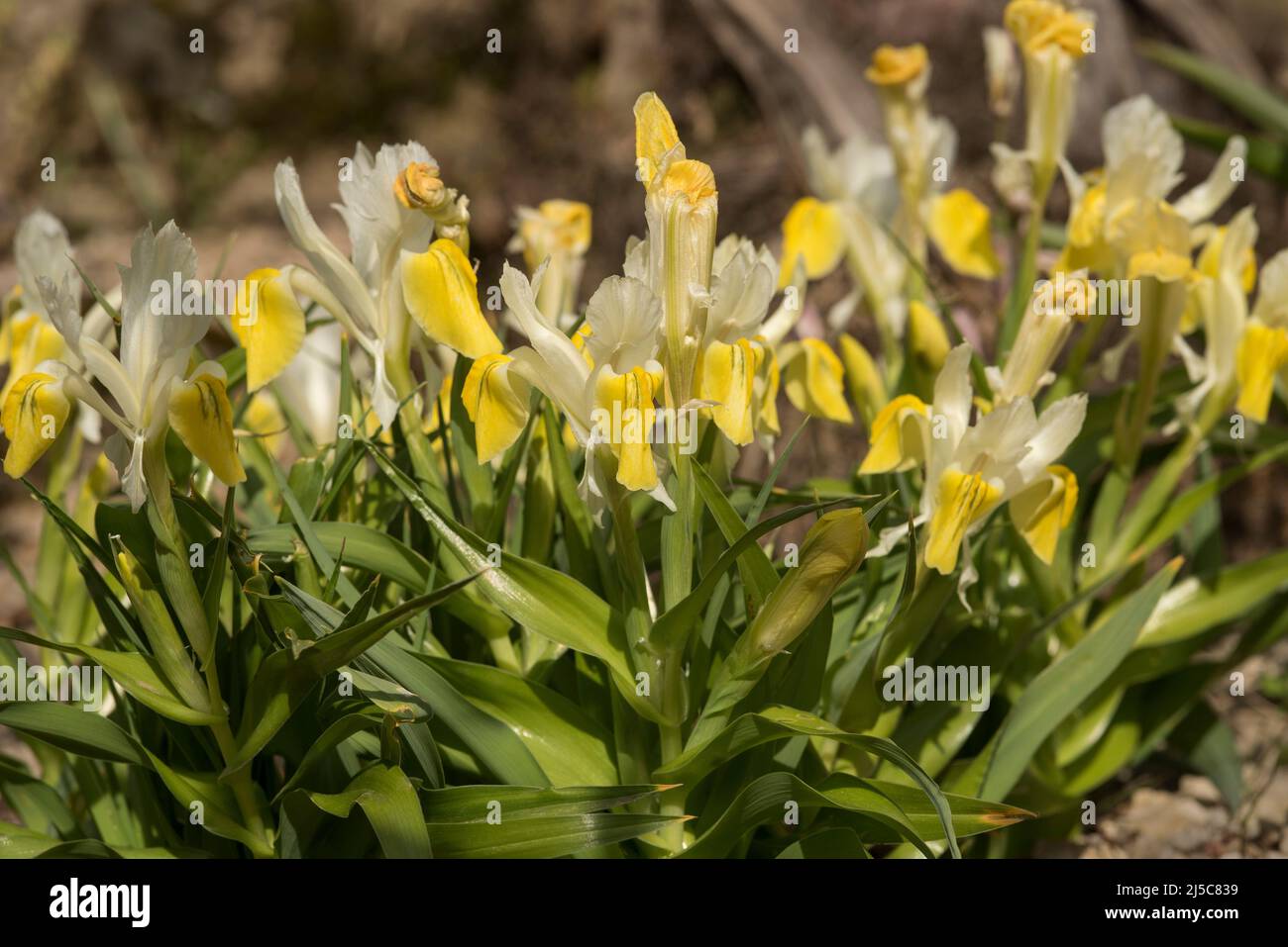 Bright yellow flowers of Bukhara Iris - Iris Bucharica (aka corn leaf iris and horned iris), a member of the Iridaceae family. Stock Photo