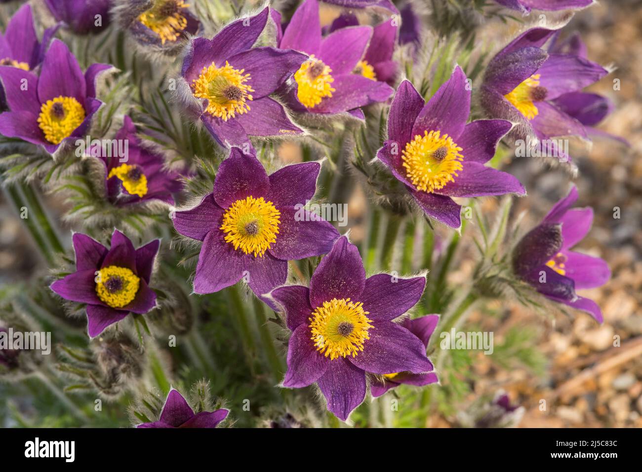 Close up of Pasqueflower - Pulsatilla vulgaris aka European / common pasqueflower, wind flower, meadow anemone, anemone pulsatilla or Easter flower. Stock Photo