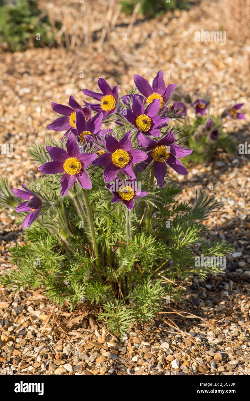 Close up of Pasqueflower - Pulsatilla vulgaris aka European / common pasqueflower, wind flower, meadow anemone, anemone pulsatilla or Easter flower. Stock Photo