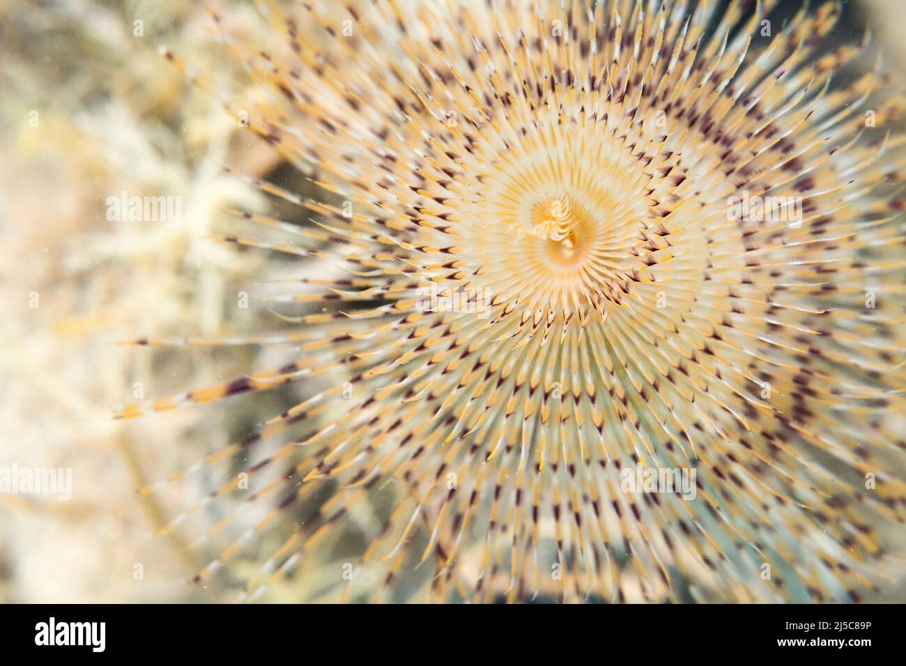 Sabella spallanzanii is a species of marine polychaete worms. Names