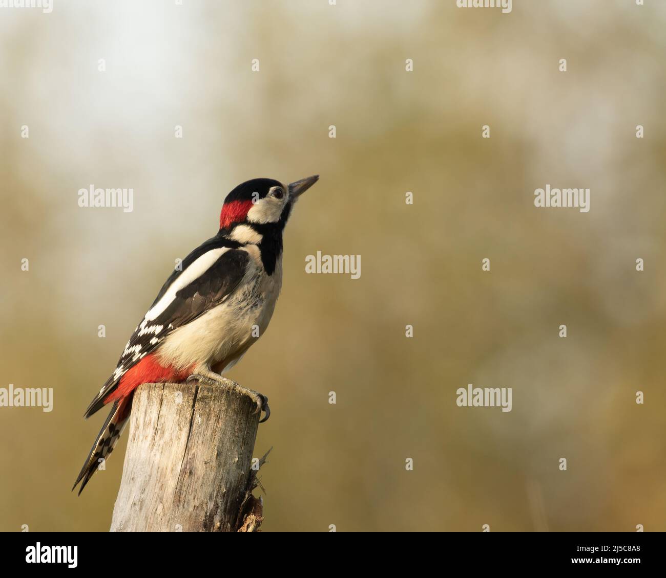 Great Spotted Woodpecker, Dendrocopos major,  perched on top of wooden post with copy space on blurred woodland background Stock Photo