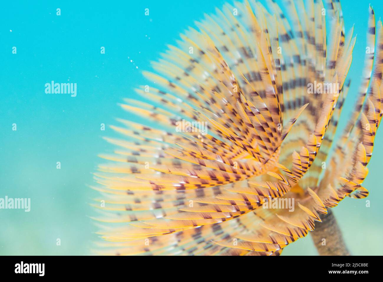 Sabella spallanzanii is a species of marine polychaete worms. Names include the Mediterranean fanworm, the feather duster worm, the European fan worm. Stock Photo