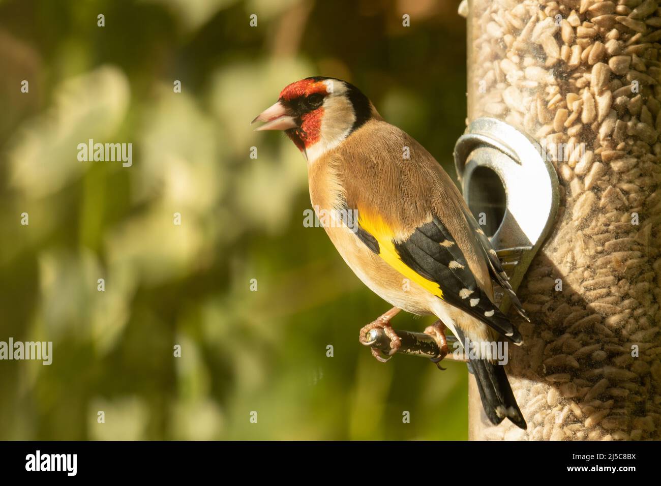 Goldfinch, Carduelis carduelis, perching on bird feeder full of sunflowers hearts with blurred leaf background Stock Photo