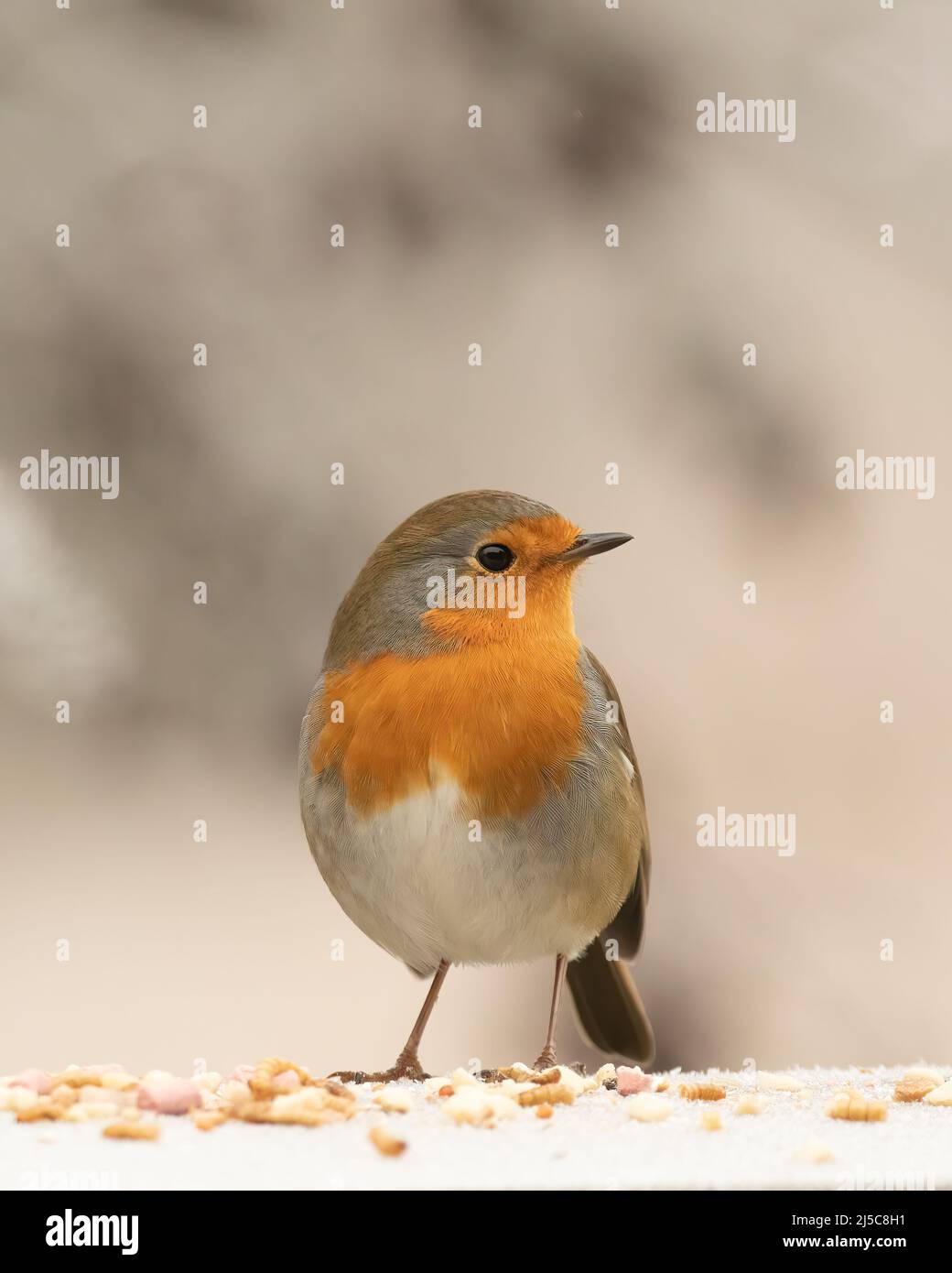 Robin redbreast, Erithacus rubecula, perched on icy ledge with sprinkle of bird seed with blurred background Stock Photo