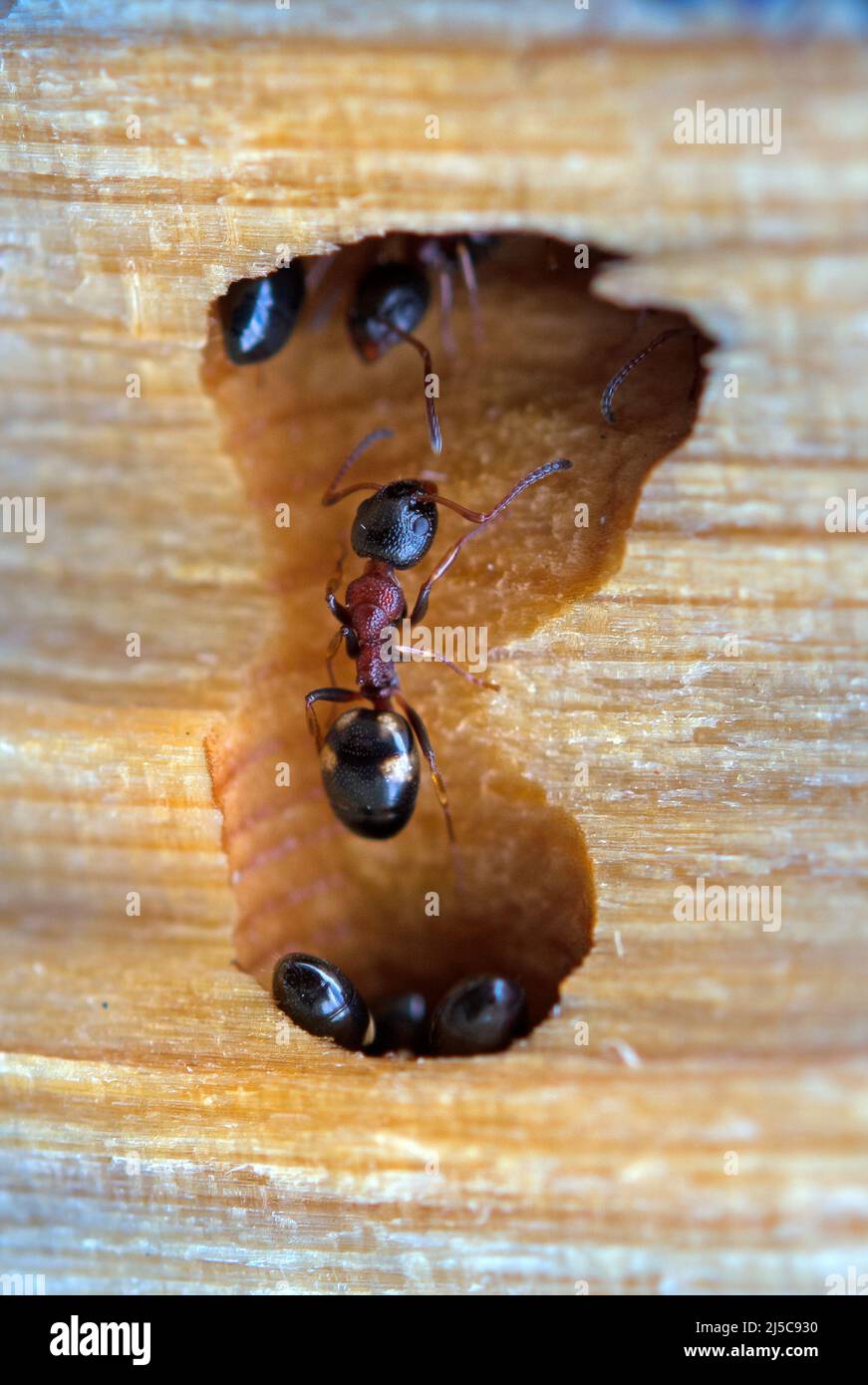 ant in an anthill in  after a long snowy winter. Stock Photo
