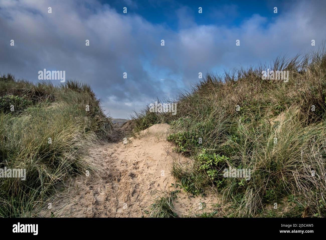 Serious damage cause by human activity to the fragile delicate sand dune system at Crantock Beach in Newquay in Cornwall. Stock Photo