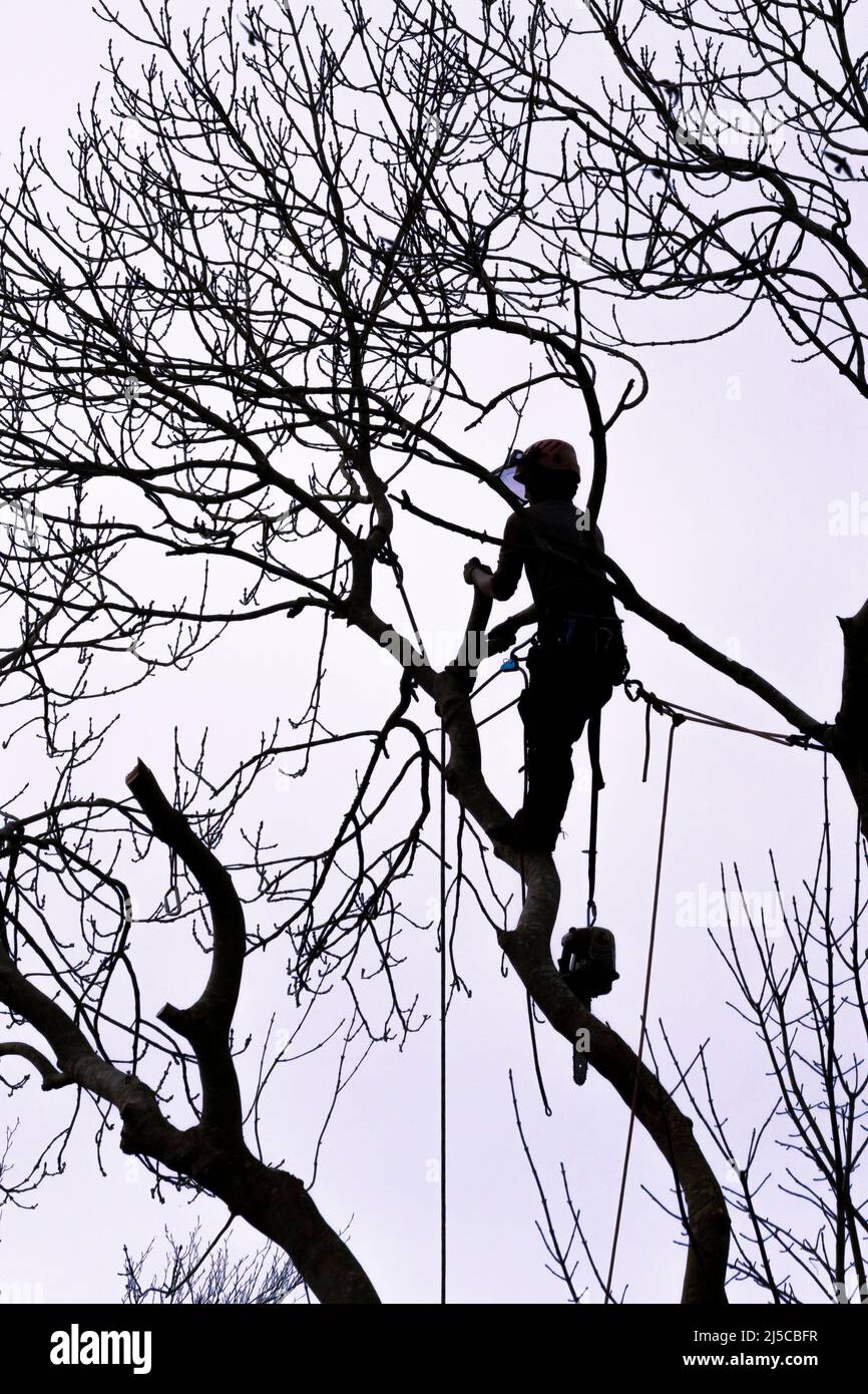Arborist silhouette hi-res stock photography and images - Alamy