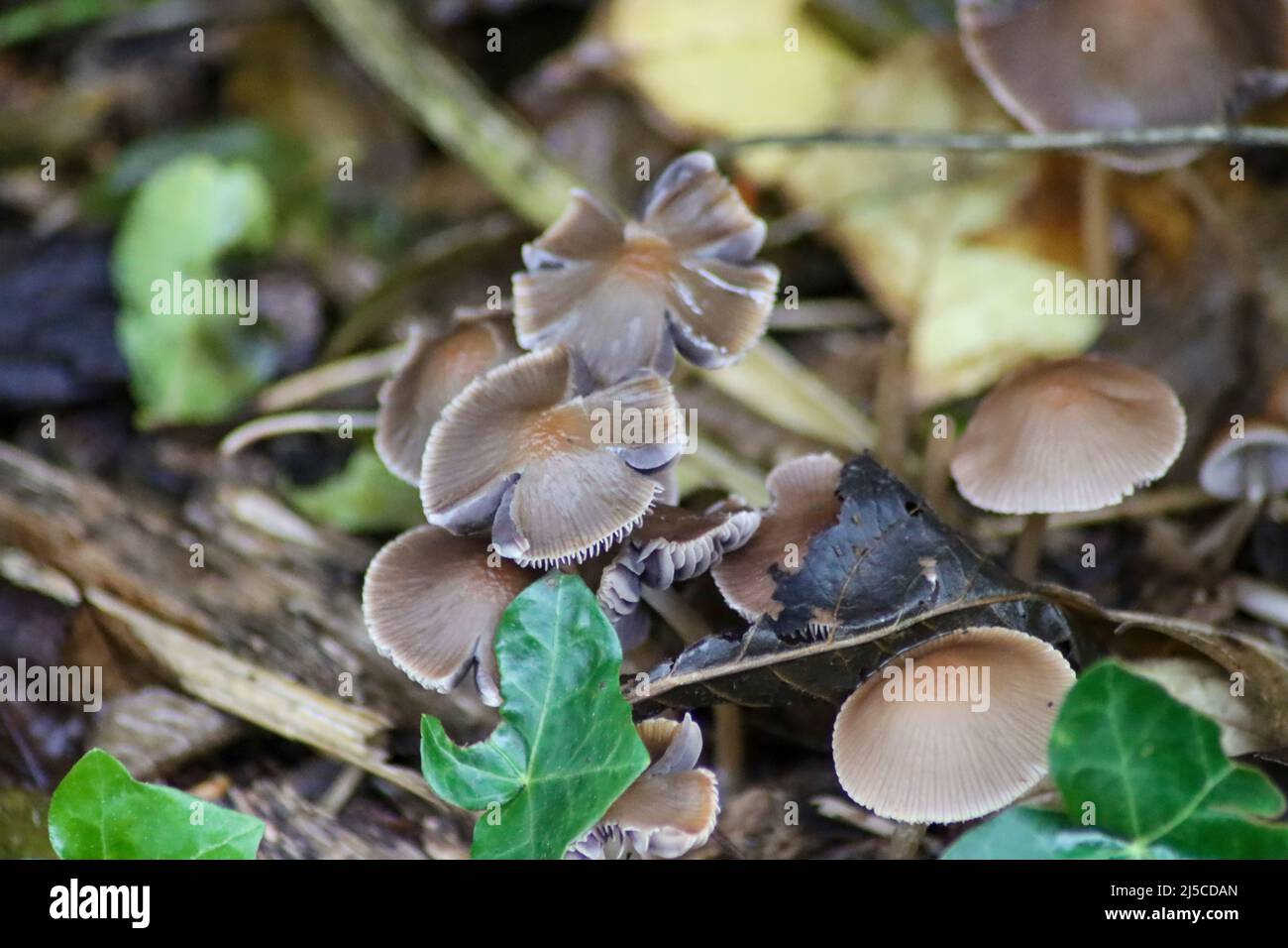 Psathyrella conopilus mushroom during autumn in the botanical garden of Capelle aan den IJssel Stock Photo