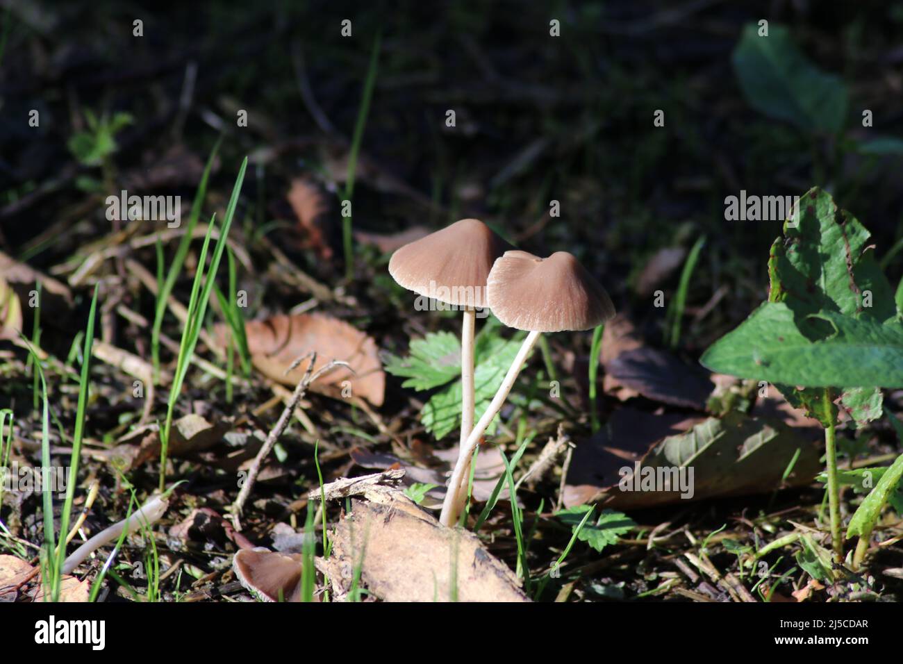 Psathyrella conopilus mushroom during autumn in the botanical garden of Capelle aan den IJssel Stock Photo