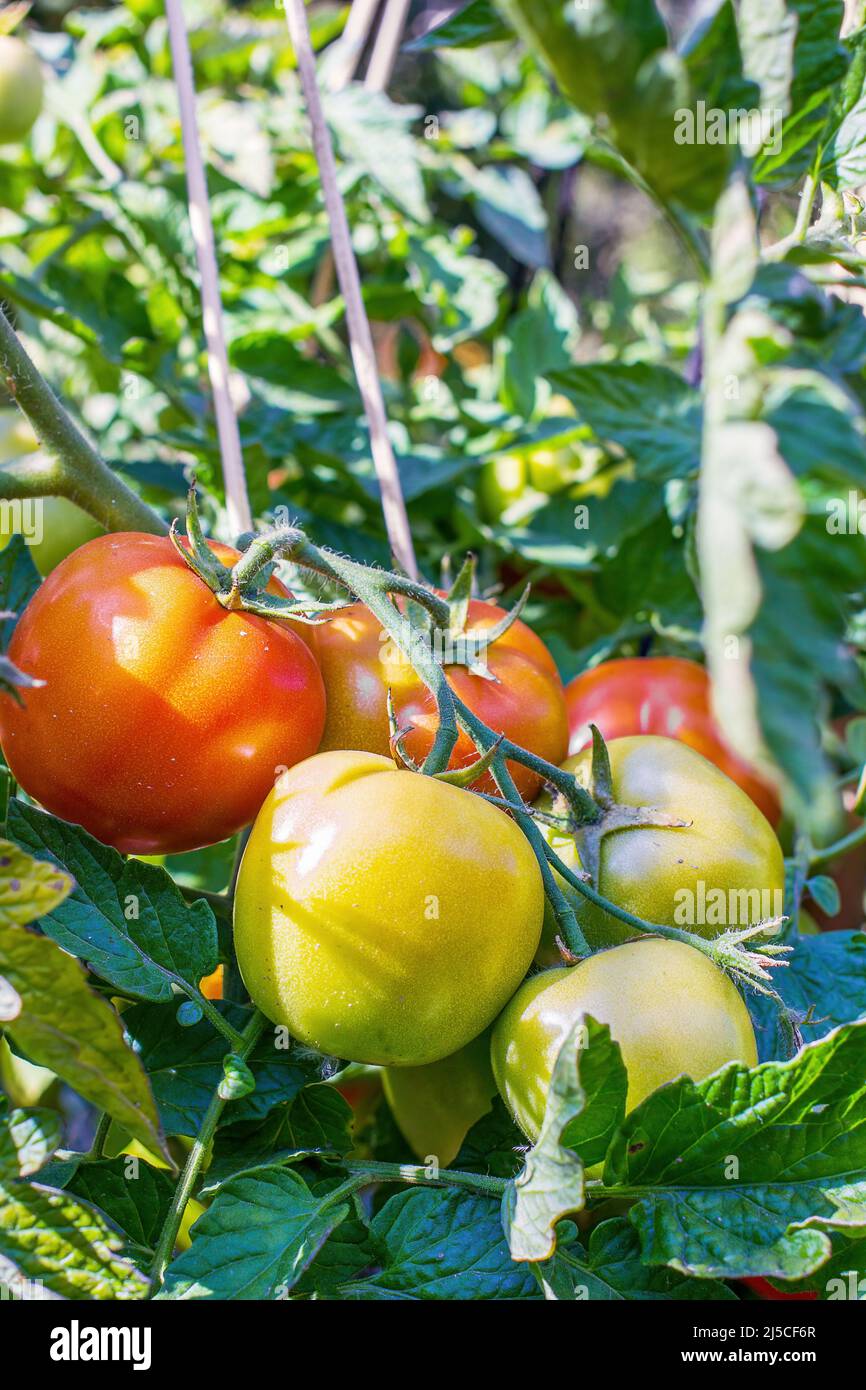 Greenhouse young tomato plant hi-res stock photography and images - Alamy