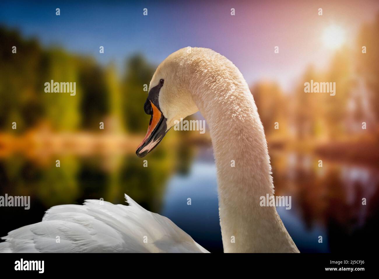 DE - BAVARIA: Close-up  view of white swan at the Pondweiher near Bichl (Oberbayern) Stock Photo