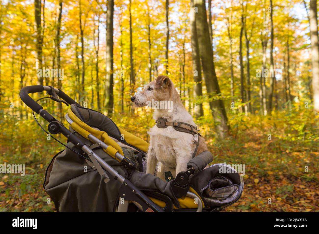 Jack Russell Terrier in Pushchair Stock Photo Alamy