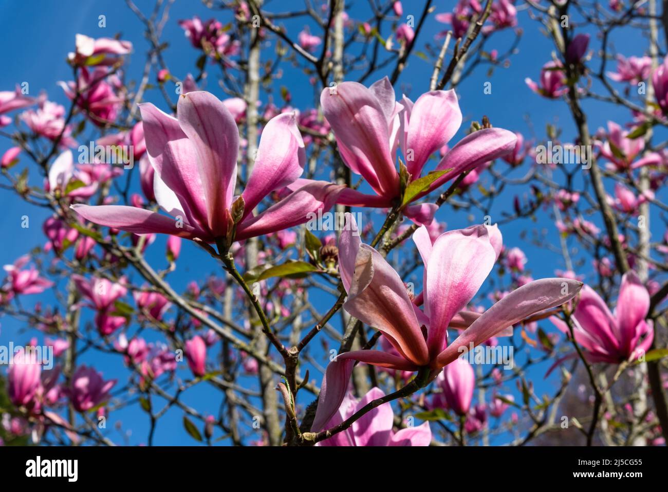 Magnolia ' Heaven Scent' Stock Photo